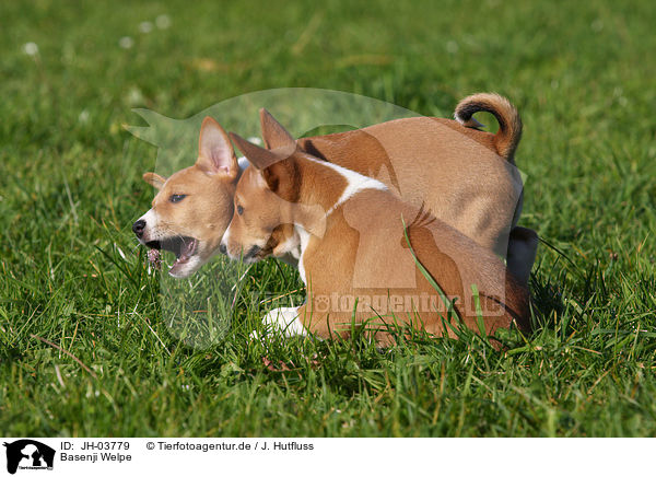 Basenji Welpe / Basenji puppy / JH-03779