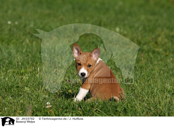 Basenji Welpe / Basenji puppy / JH-03782