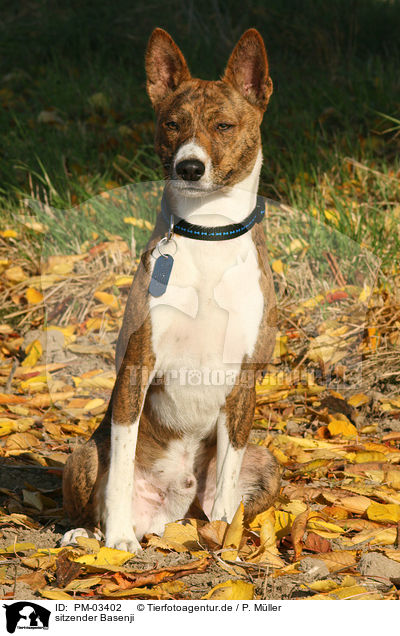 sitzender Basenji / sitting Basenji / PM-03402