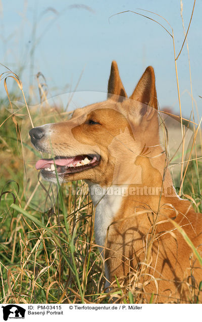 Basenji Portrait / Basenji Portrait / PM-03415