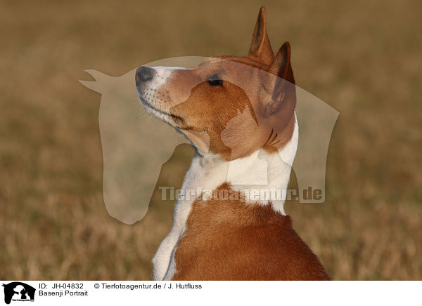 Basenji Portrait / Basenji Portrait / JH-04832