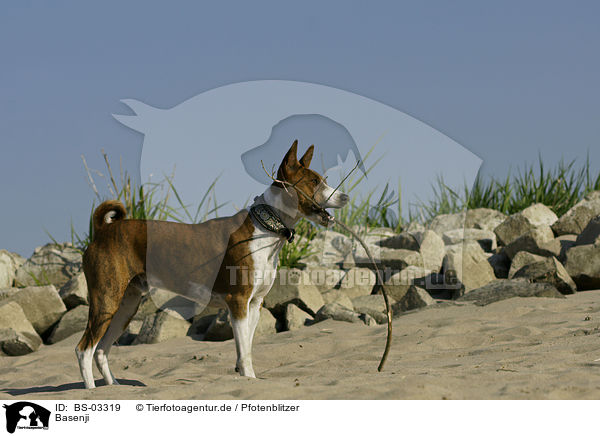 Basenji / Basenji / BS-03319