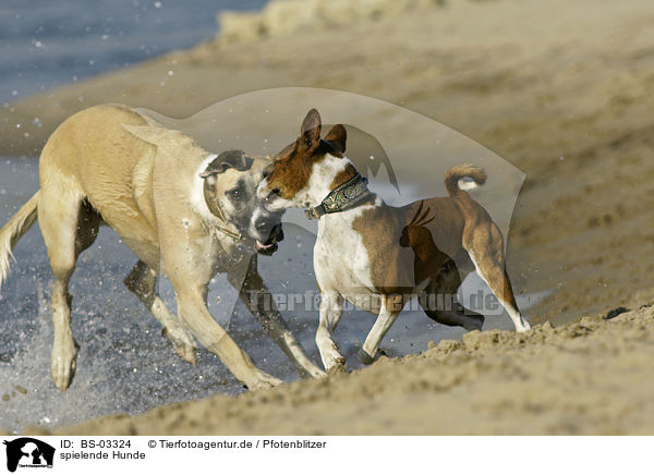 spielende Hunde / playing dogs / BS-03324