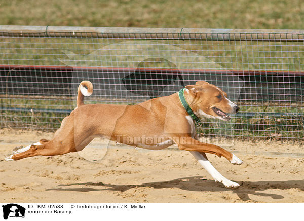 rennender Basenji / running Basenji / KMI-02588