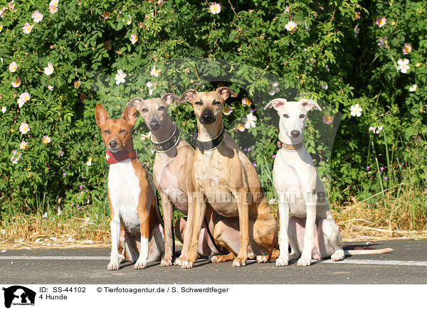 4 Hunde / 4 dogs / SS-44102
