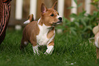 Basenji Welpe