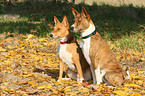 2 sitzende Basenji