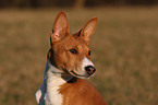 Basenji Portrait