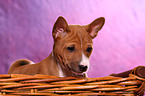 Basenji Welpe