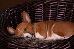 Basenji Welpe