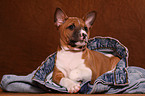 Basenji Welpe