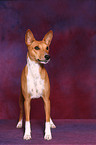 Basenji