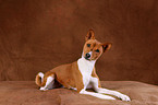 Basenji