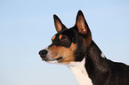 Basenji Portrait