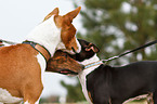 Basenjis