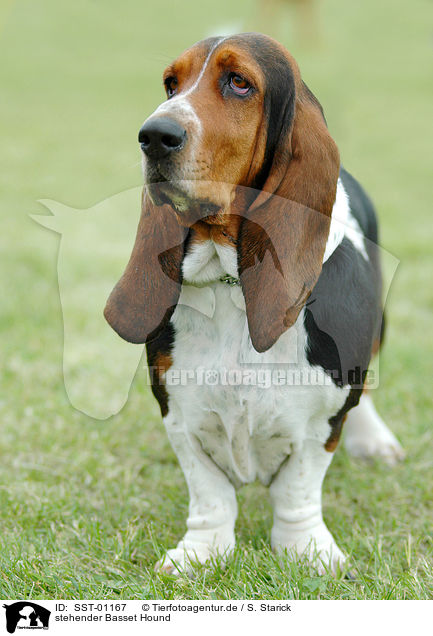 stehender Basset Hound / standing Basset Hound / SST-01167