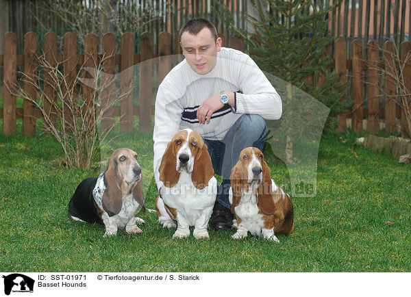 Basset Hounds / Basset Hounds / SST-01971