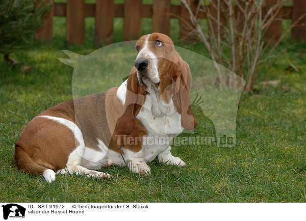 sitzender Basset Hound / sitting Basset Hound / SST-01972