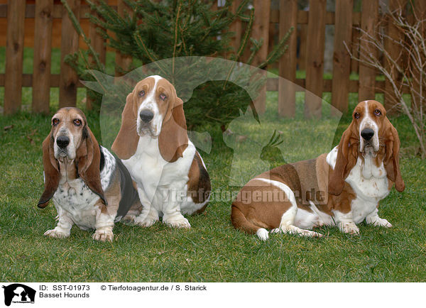 Basset Hounds / Basset Hounds / SST-01973