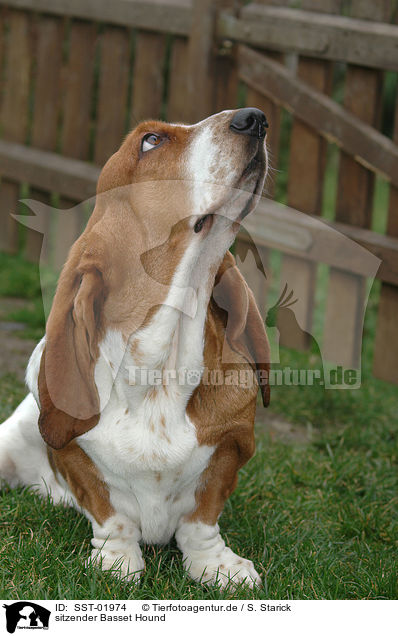 sitzender Basset Hound / sitting Basset Hound / SST-01974