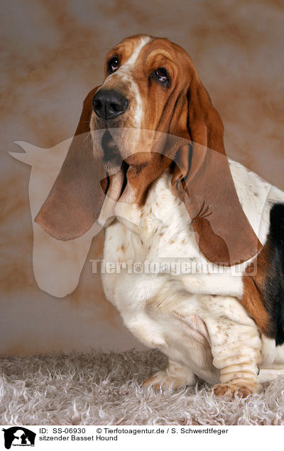 sitzender Basset Hound / sitting Basset Hound / SS-06930