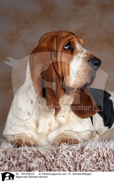 liegender Basset Hound / lying Basset Hound / SS-06933