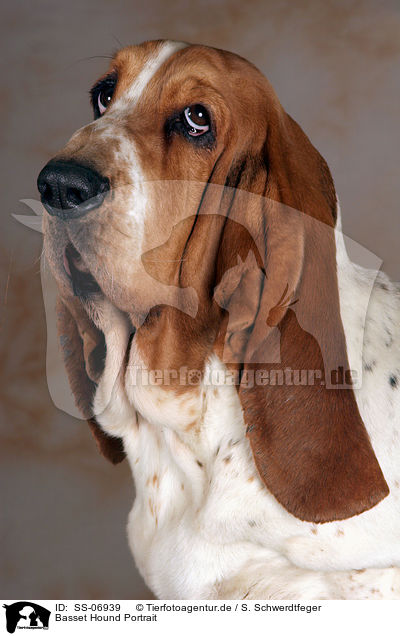 Basset Hound Portrait / Basset Hound Portrait / SS-06939