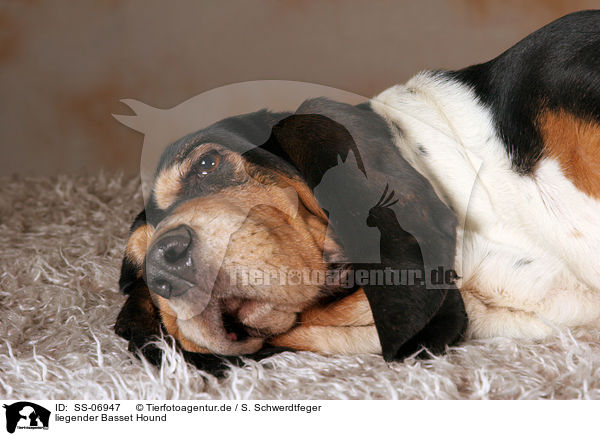 liegender Basset Hound / lying basset hound / SS-06947