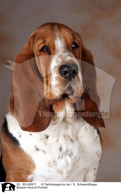 Basset Hound Portrait / Basset Hound Portrait / SS-06971