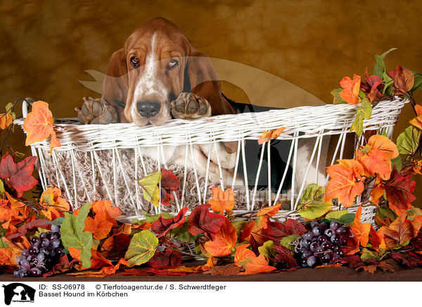 Basset Hound im Krbchen / Basset Hound in basket / SS-06978