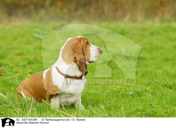 sitzender Basset Hound / sitting Basset Hound / SST-04398