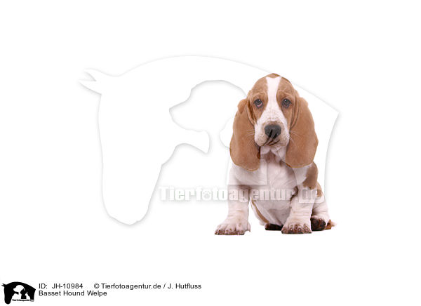 Basset Hound Welpe / Basset Hound Puppy / JH-10984
