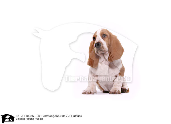 Basset Hound Welpe / Basset Hound Puppy / JH-10985