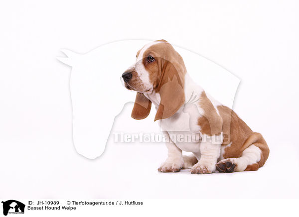Basset Hound Welpe / Basset Hound Puppy / JH-10989