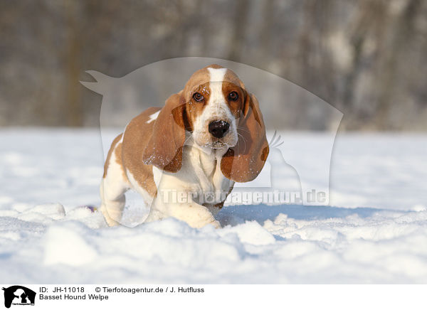 Basset Hound Welpe / Basset Hound Puppy / JH-11018