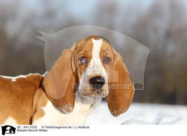 Basset Hound Welpe / Basset Hound Puppy / JH-11032