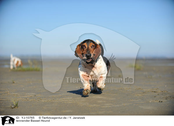 rennender Basset Hound / YJ-10765