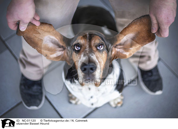 sitzender Basset Hound / sitting basset hound / NC-01120