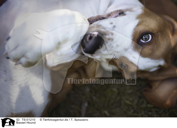 Basset Hound / Basset Hound / TS-01210