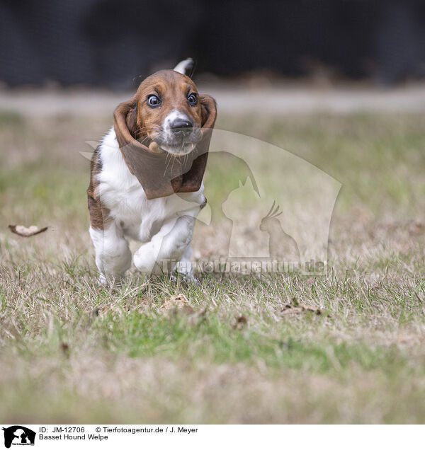 Basset Hound Welpe / Basset Hound Puppy / JM-12706