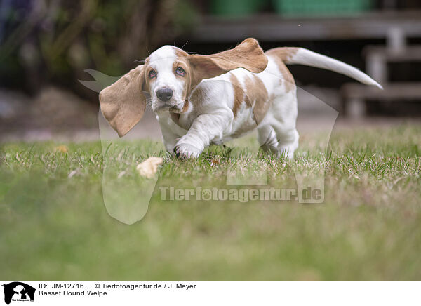 Basset Hound Welpe / Basset Hound Puppy / JM-12716