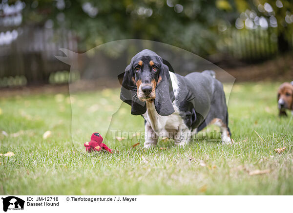 Basset Hound / Basset Hound / JM-12718