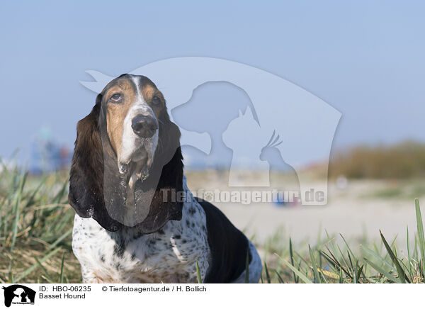 Basset Hound / HBO-06235