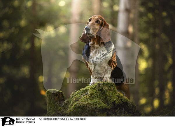 Basset Hound / Basset Hound / CF-02302