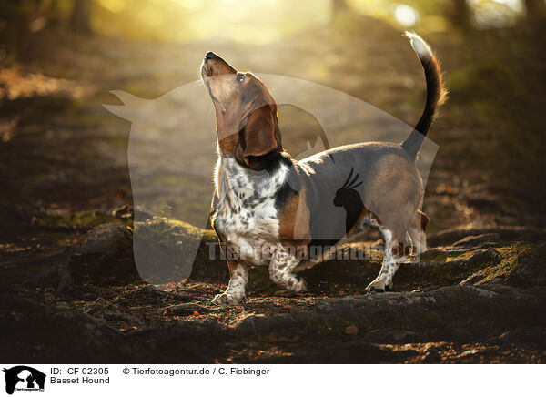 Basset Hound / Basset Hound / CF-02305