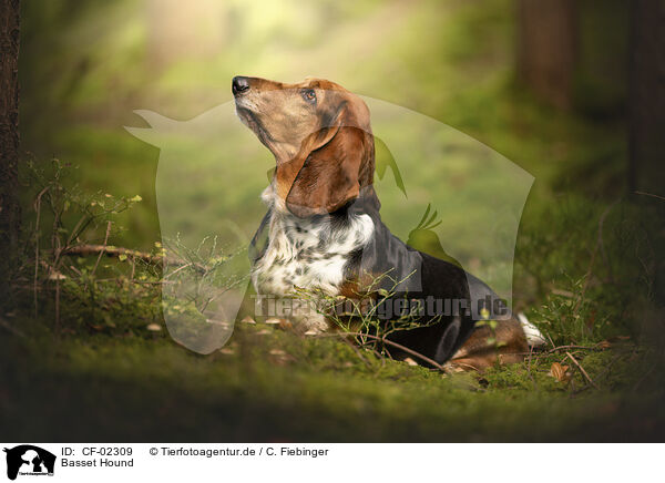 Basset Hound / Basset Hound / CF-02309