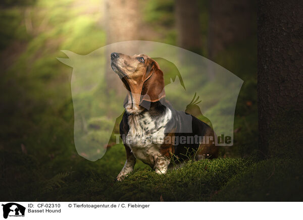 Basset Hound / Basset Hound / CF-02310