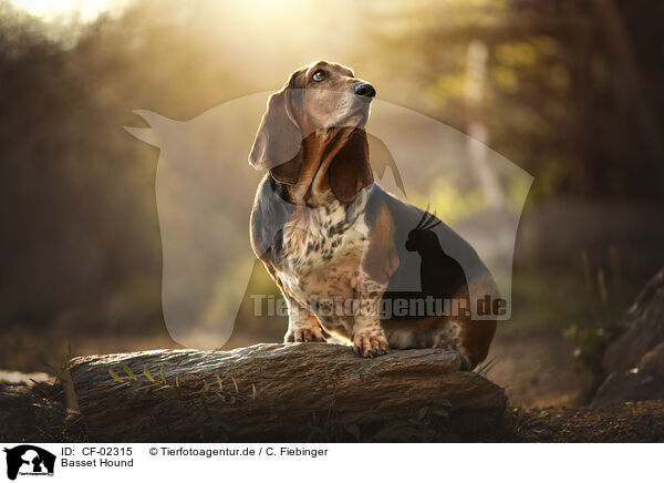 Basset Hound / Basset Hound / CF-02315