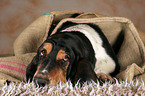 liegender Basset Hound