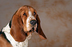 Basset Hound Portrait